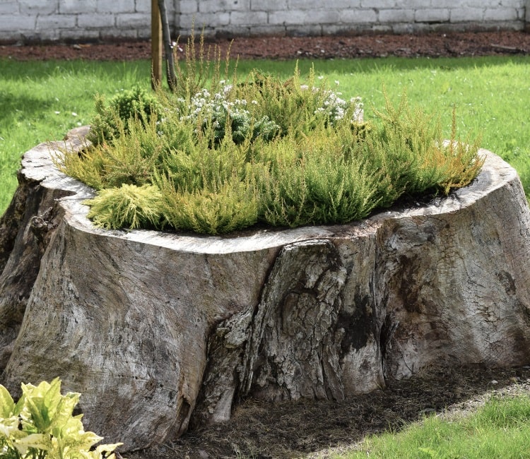 Planter in a hollow tree stump