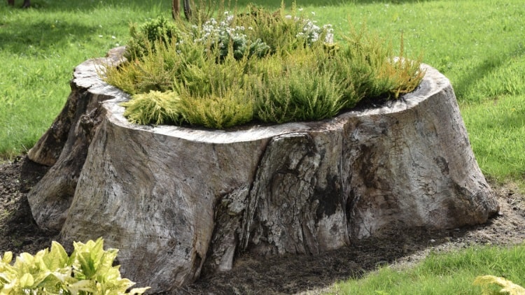 How to hollow out a tree stump