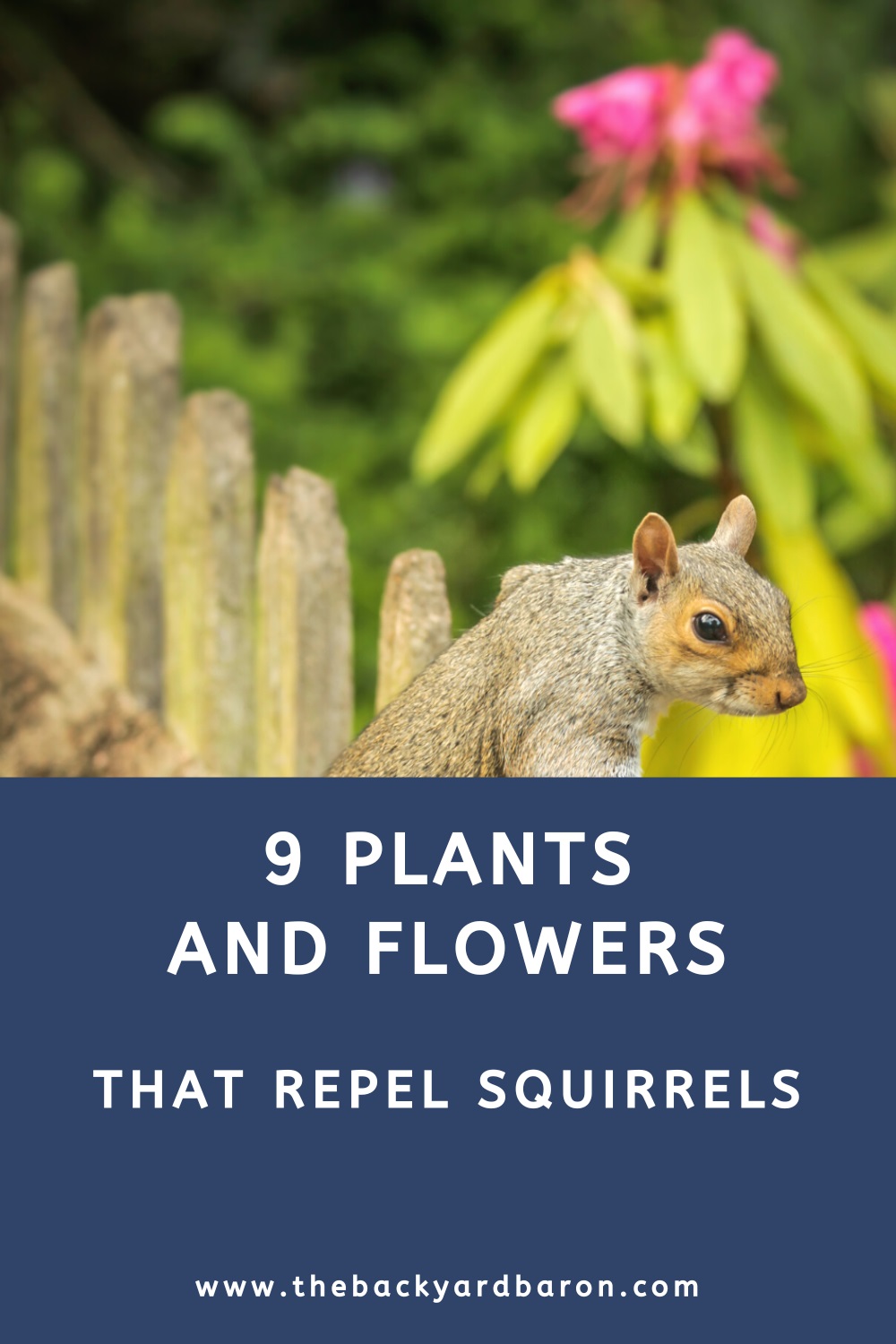 9 Plants and flowers that repel squirrels