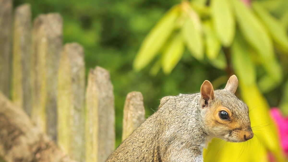 Plants and flowers that repel squirrels