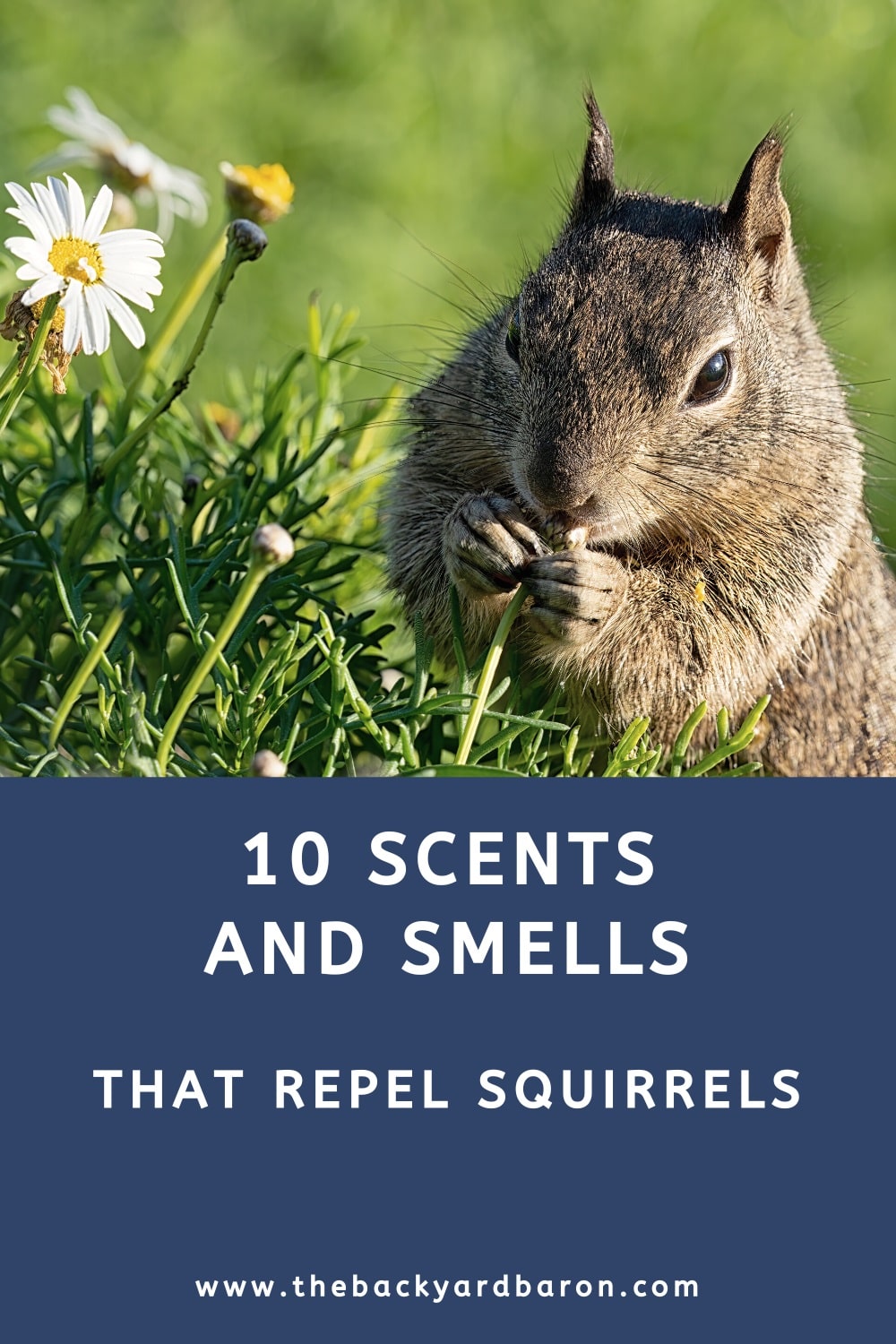 10 Scents and smells that repel squirrels