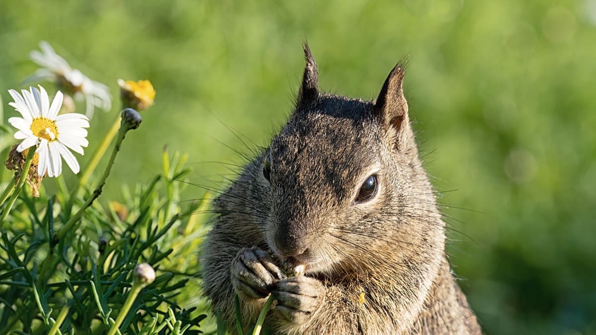 Scents and smells that keep squirrels away