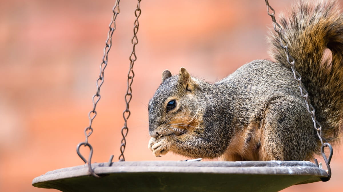 How to make bird feeders squirrel proof