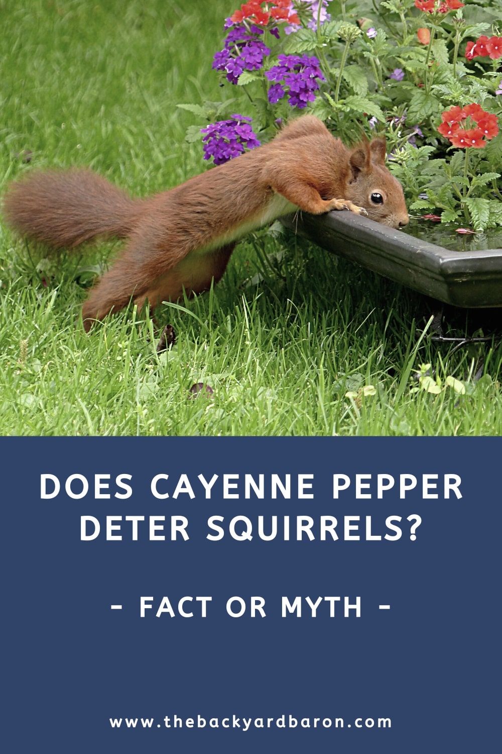 Does cayenne pepper deter squirrels?