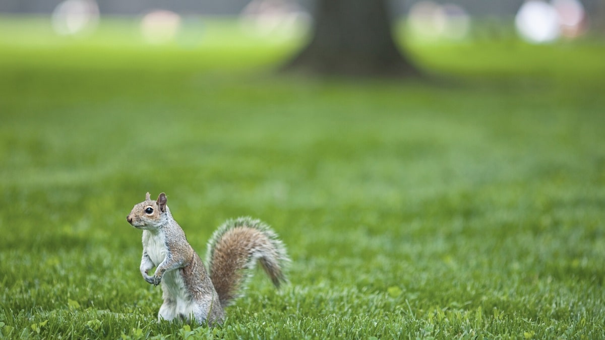 Does cayenne pepper deter squirrels?