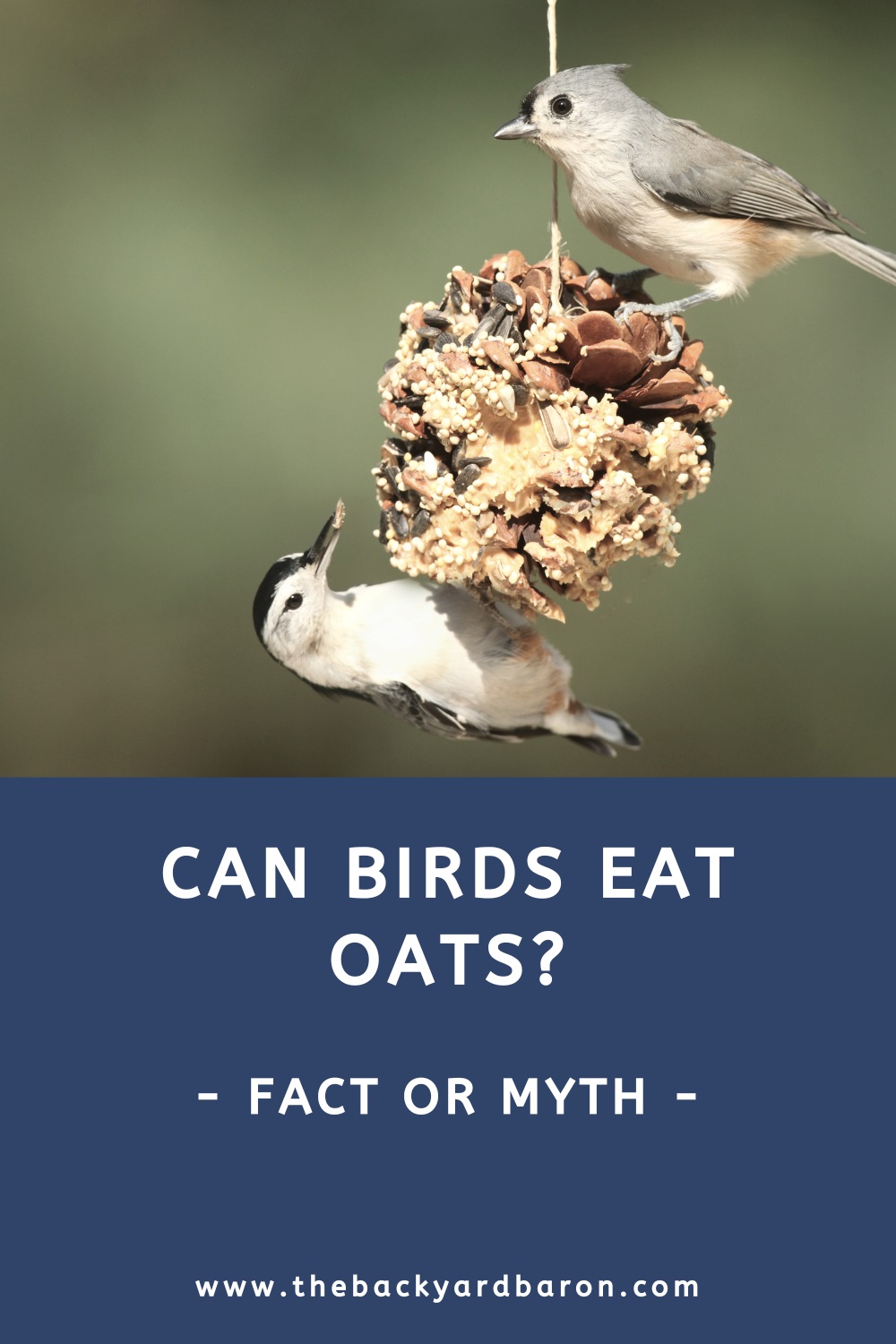 Can birds eat oats?