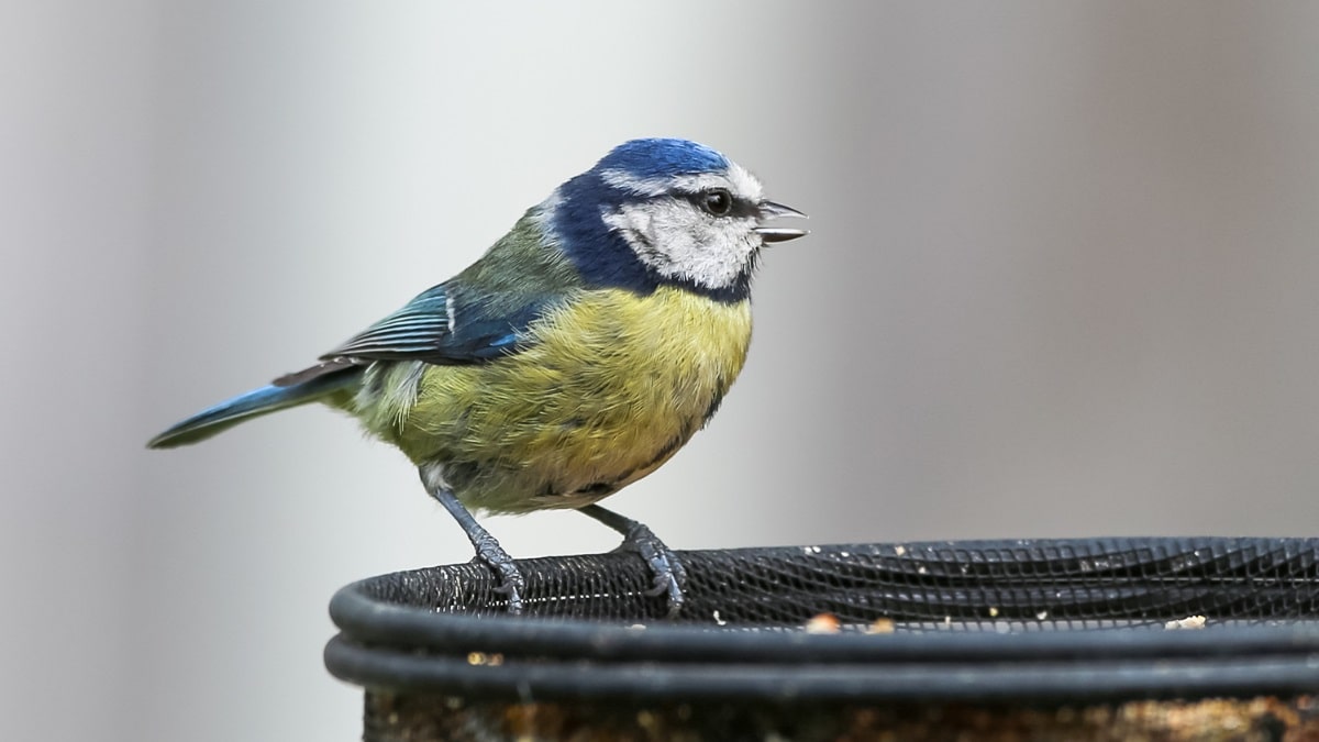 Can birds eat oats or oatmeal?