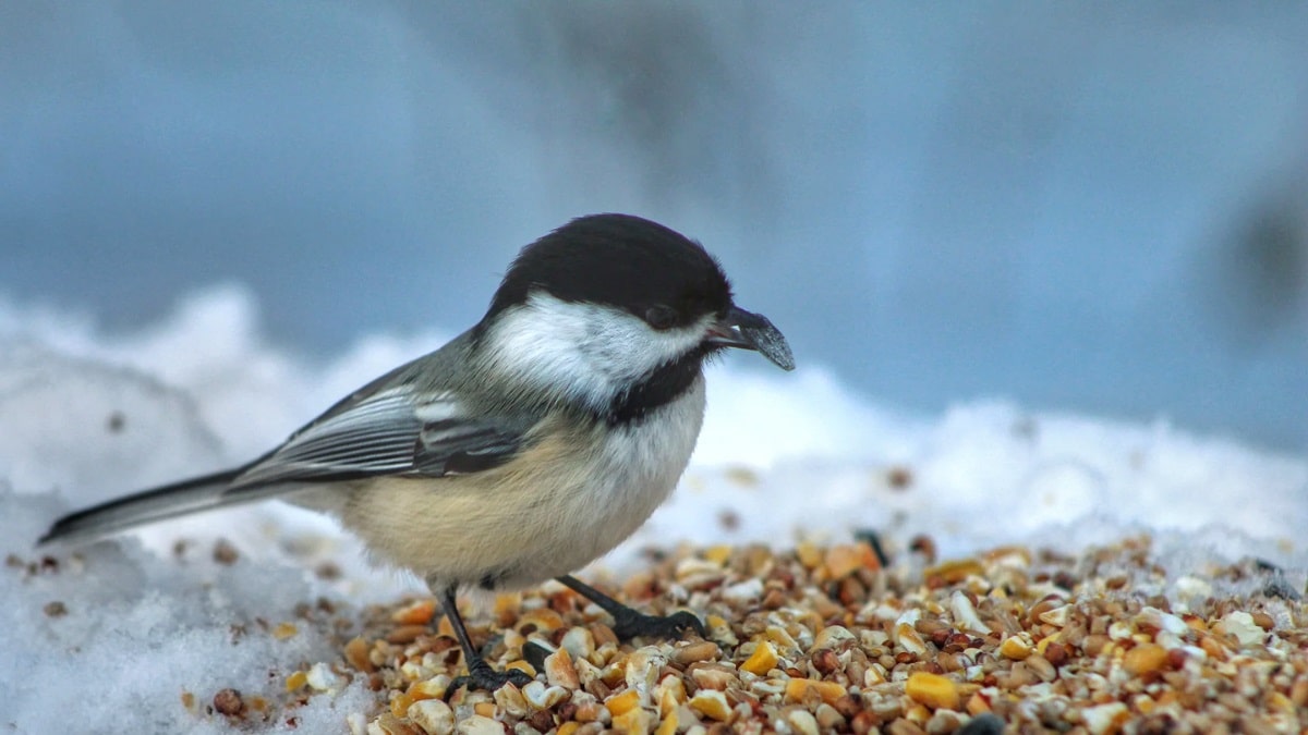 What to feed birds from the kitchen (10 tips)