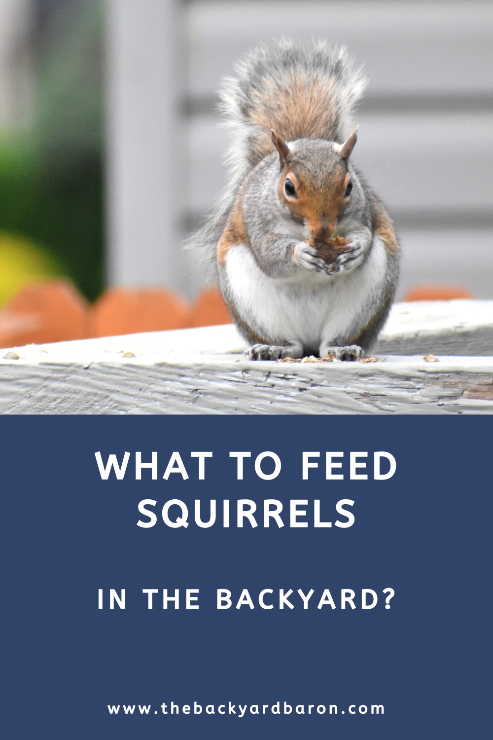 What to feed squirrels in the backyard