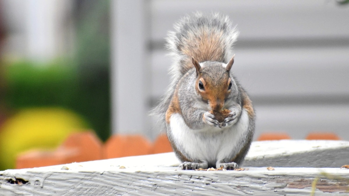 What to feed squirrels in the backyard