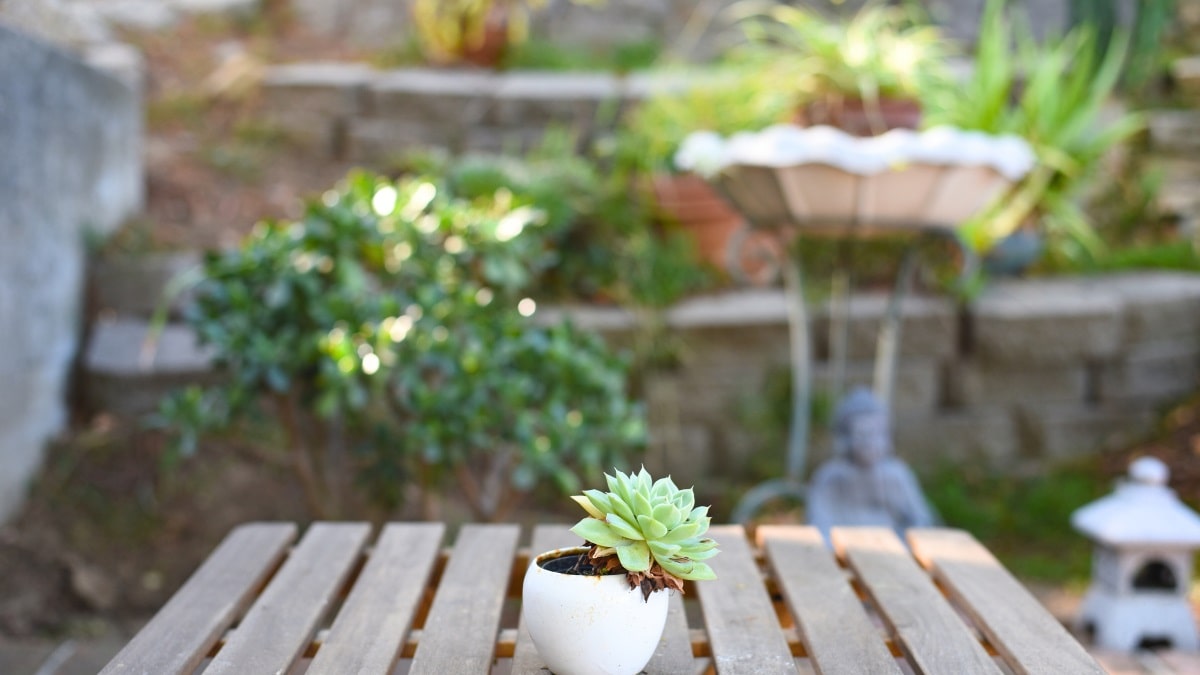 How to get rid of flies on the patio