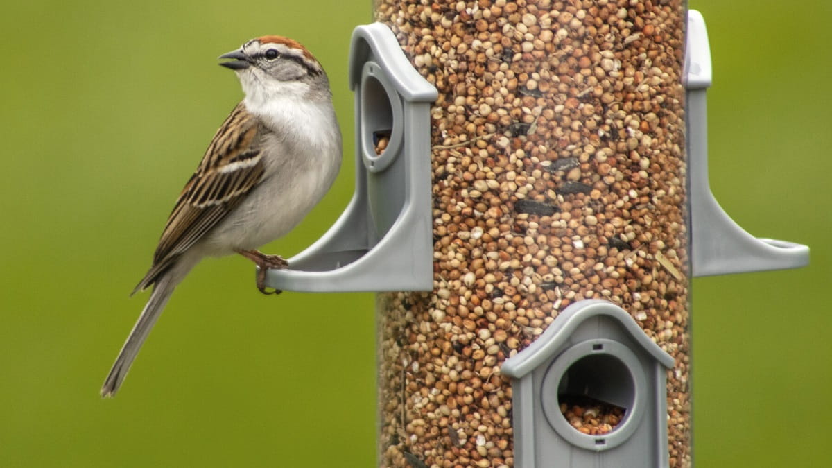 10 Types of bird feeders for the backyard