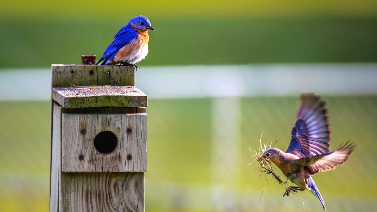 How to attract birds to a birdhouse