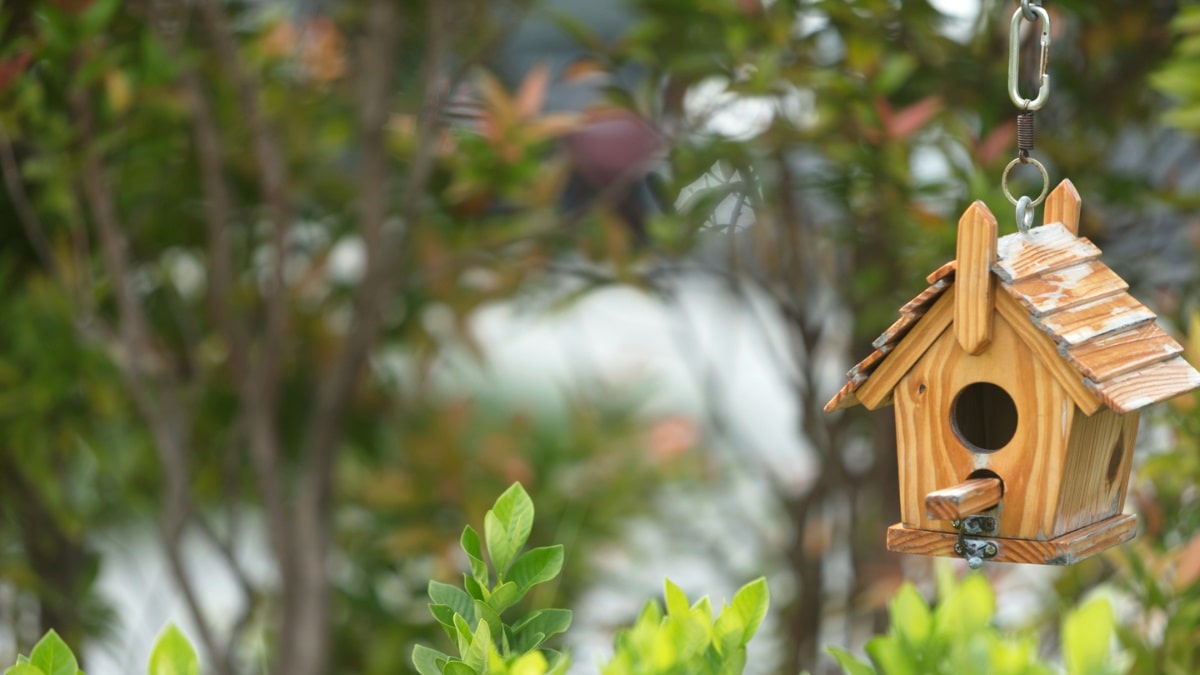 Benefits of birdhouses (and how they help the environment)
