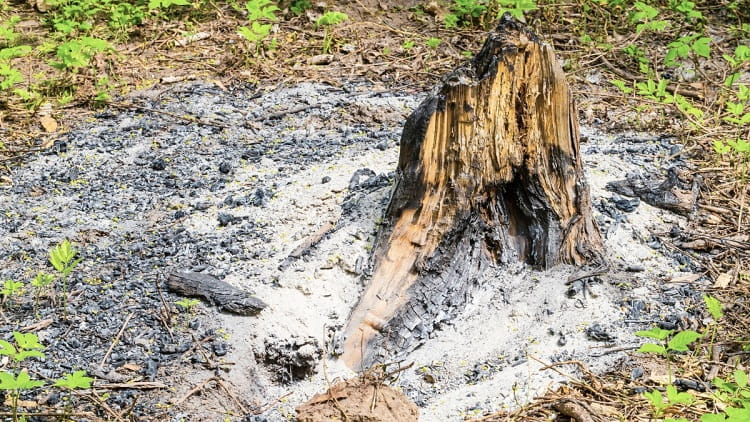 How to burn a tree stump