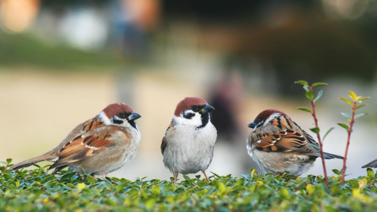 How to keep birds off the porch