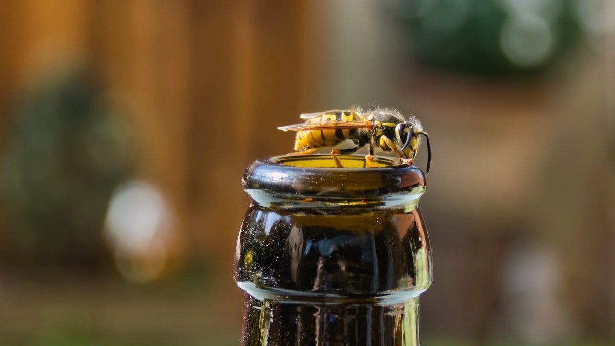 How to keep wasps away from the patio or porch