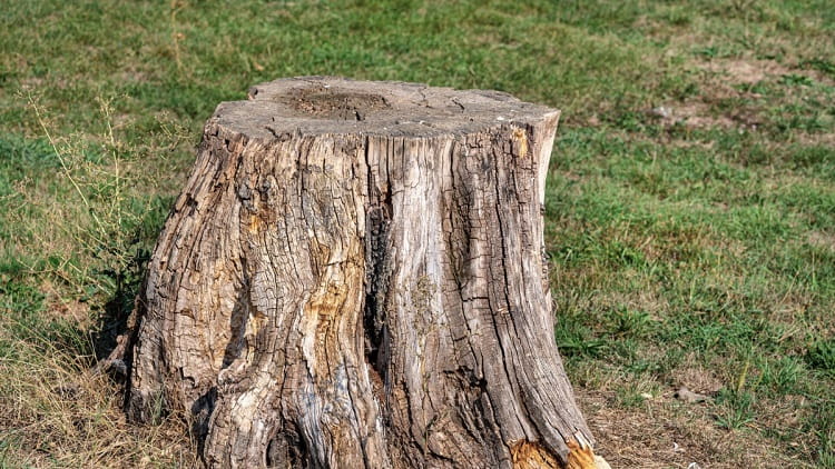 How to remove a tree stump without a grinder