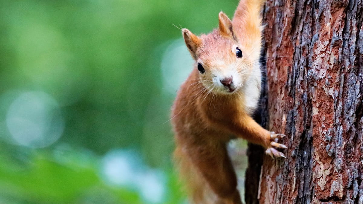 Common types of squirrels in backyards