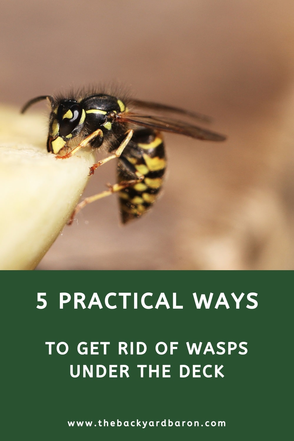 5 Practical ways to get rid of wasps under the deck