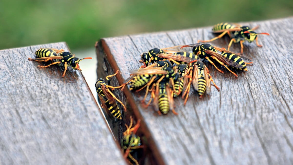How to get rid of wasps under the deck