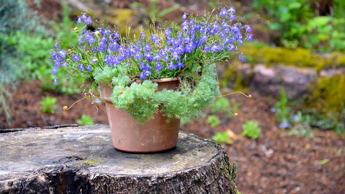 Tree stump ideas for the garden