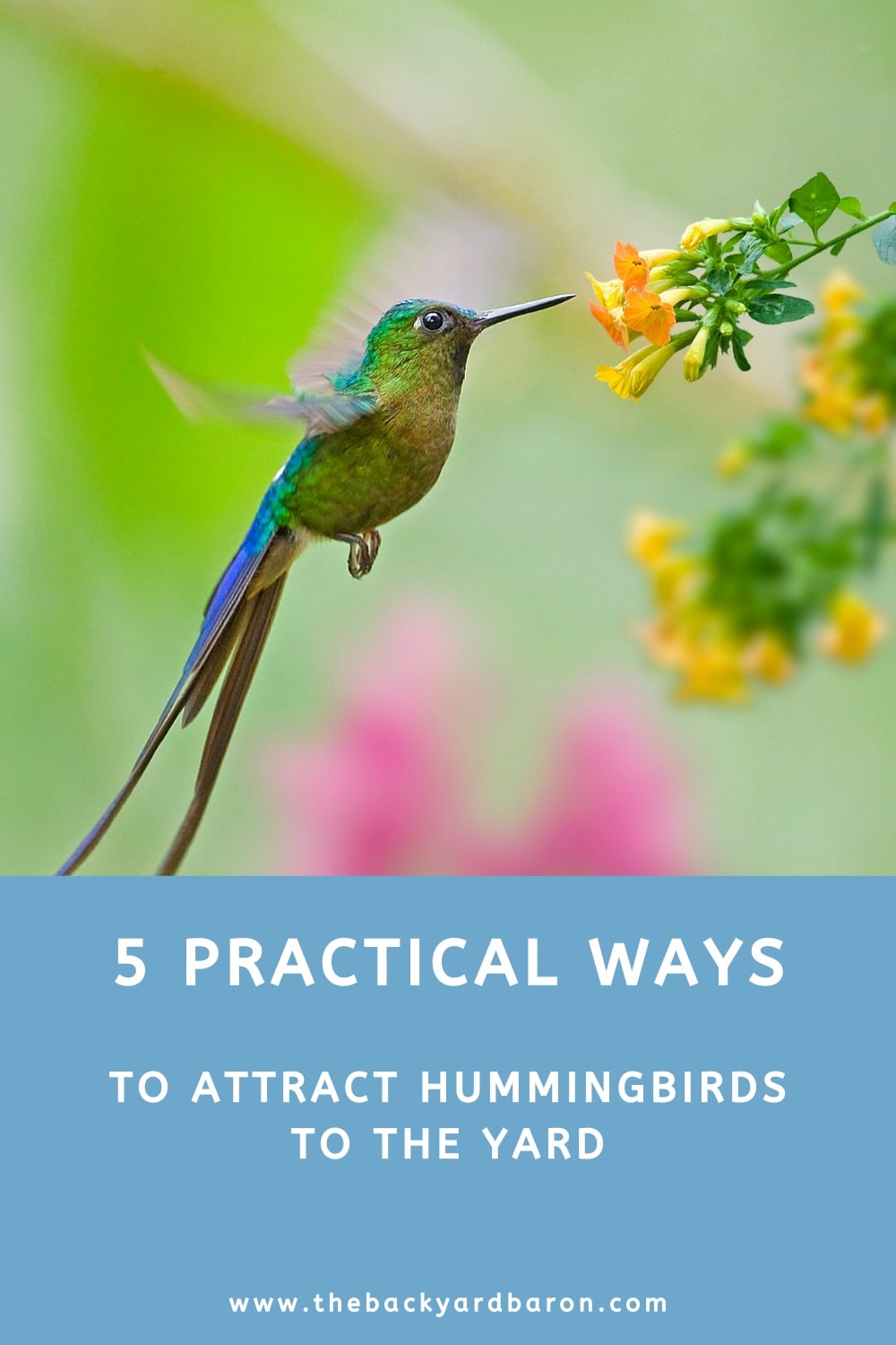 5 Ways to attract hummingbirds to the yard