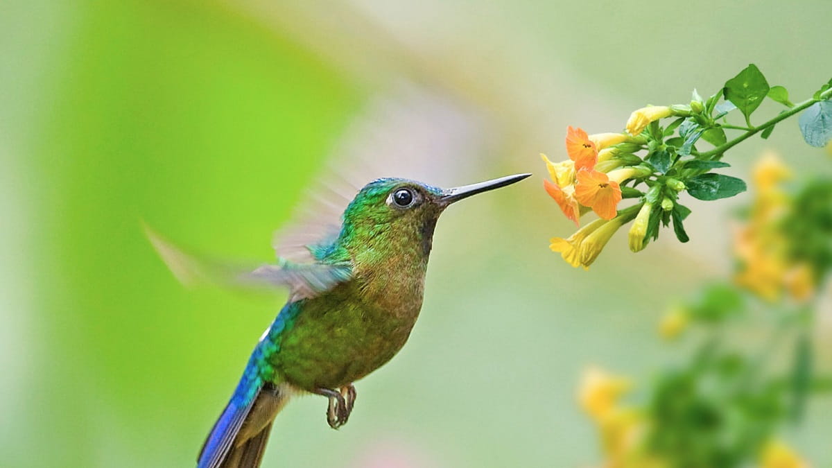 Ways to attract hummingbirds to the yard