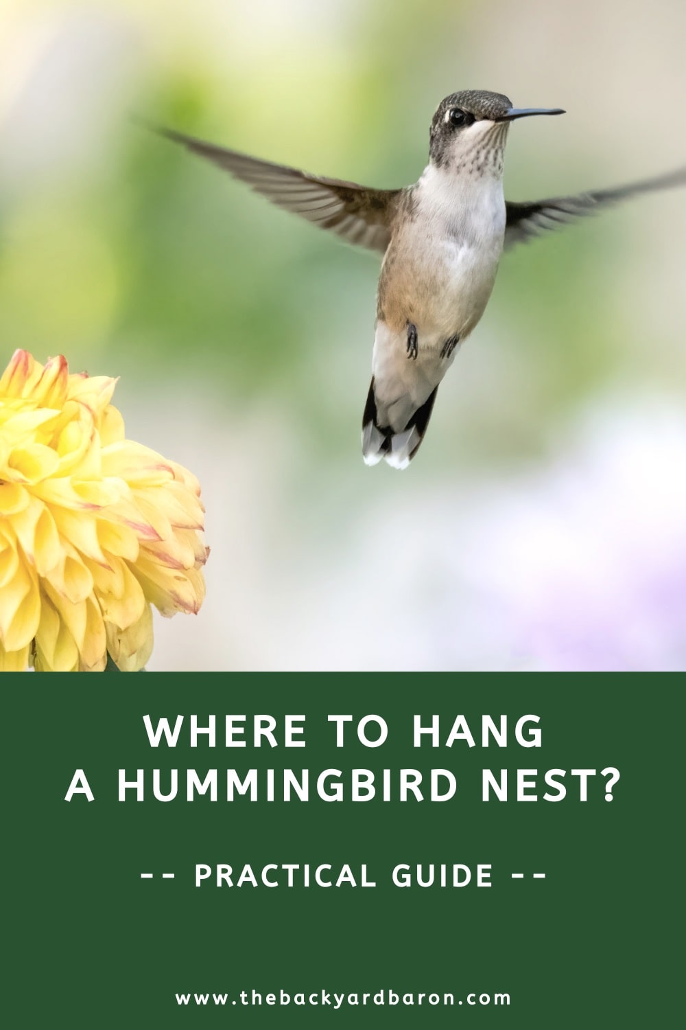 Where to hang a hummingbird nest?