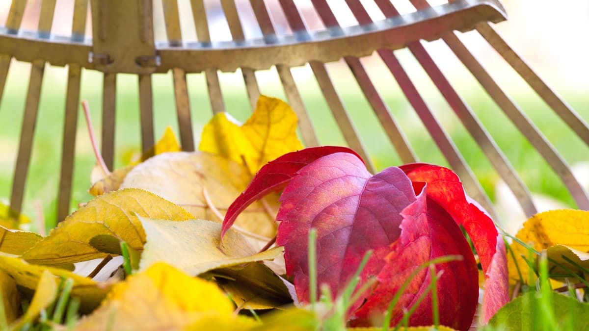 How to rake leaves (10 practical tips)